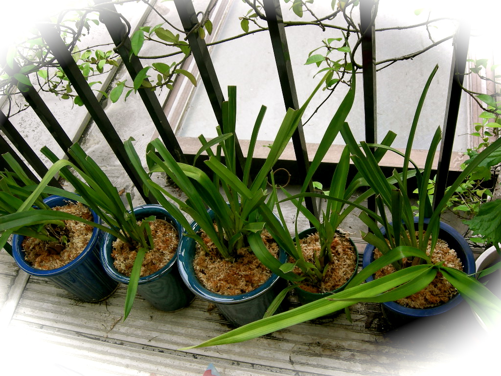 シンビジューム植替え Rakkyo S Garden