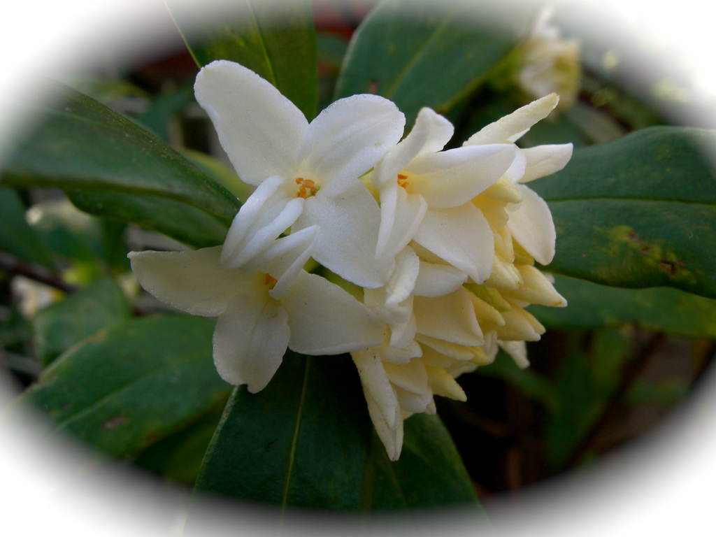 白沈丁花開花しました Rakkyo S Garden