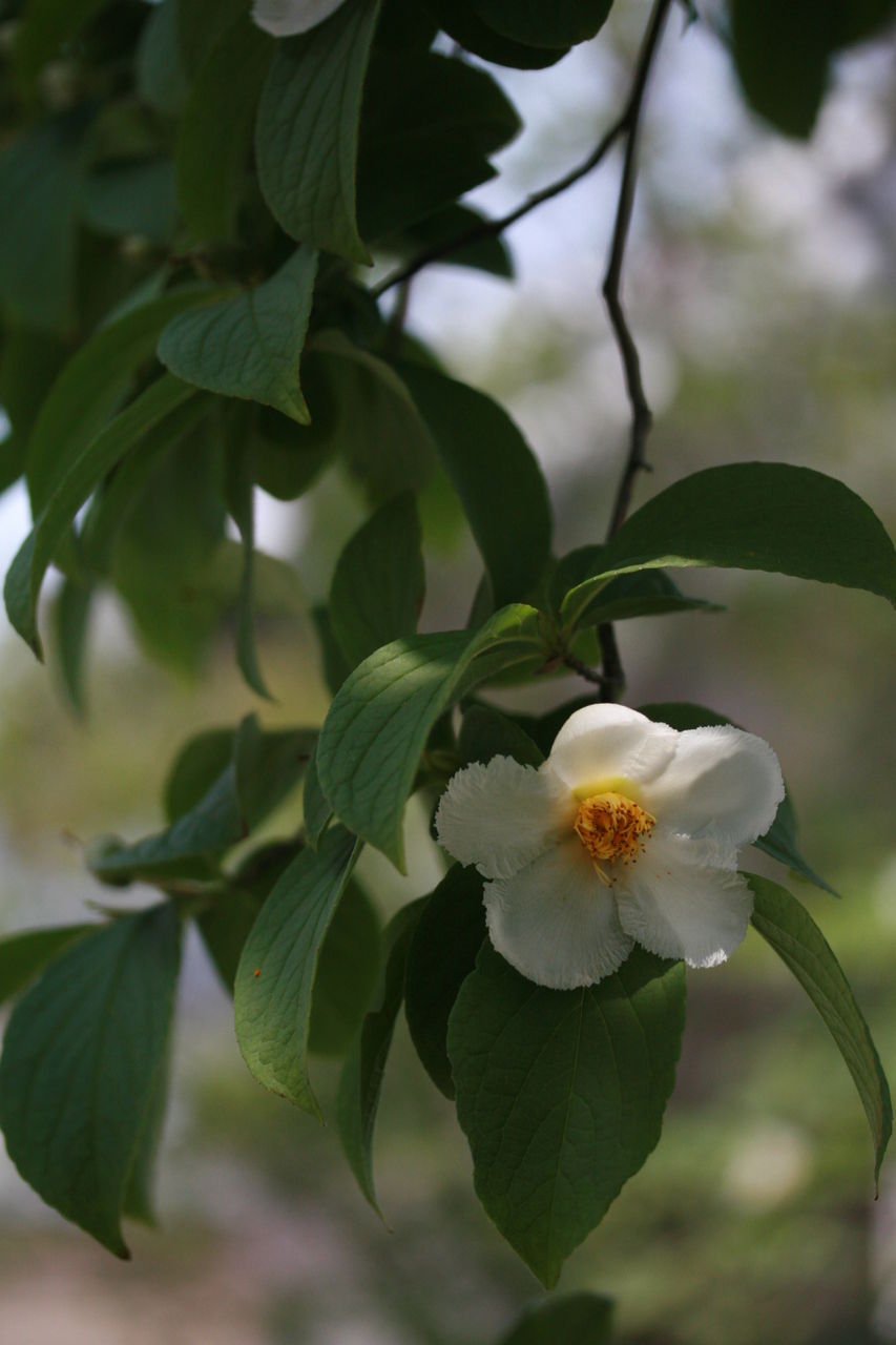 沙羅双樹の花の色 Kiyoraのblog 沙羅双樹の花の色 Kiyoraのblog