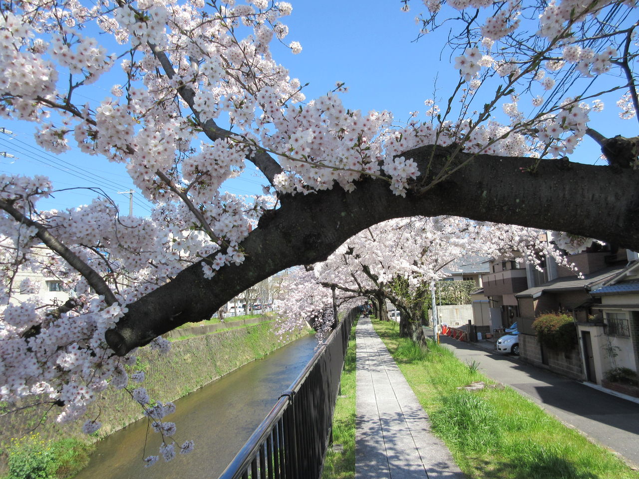 京都・天神川のさくら KIYORAのblog