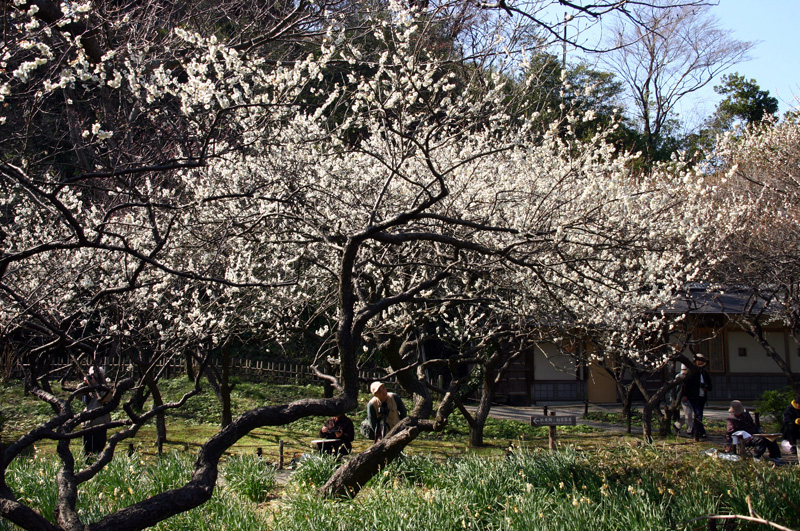 横浜・三渓園の「臥龍梅」 : K.Oの花日記