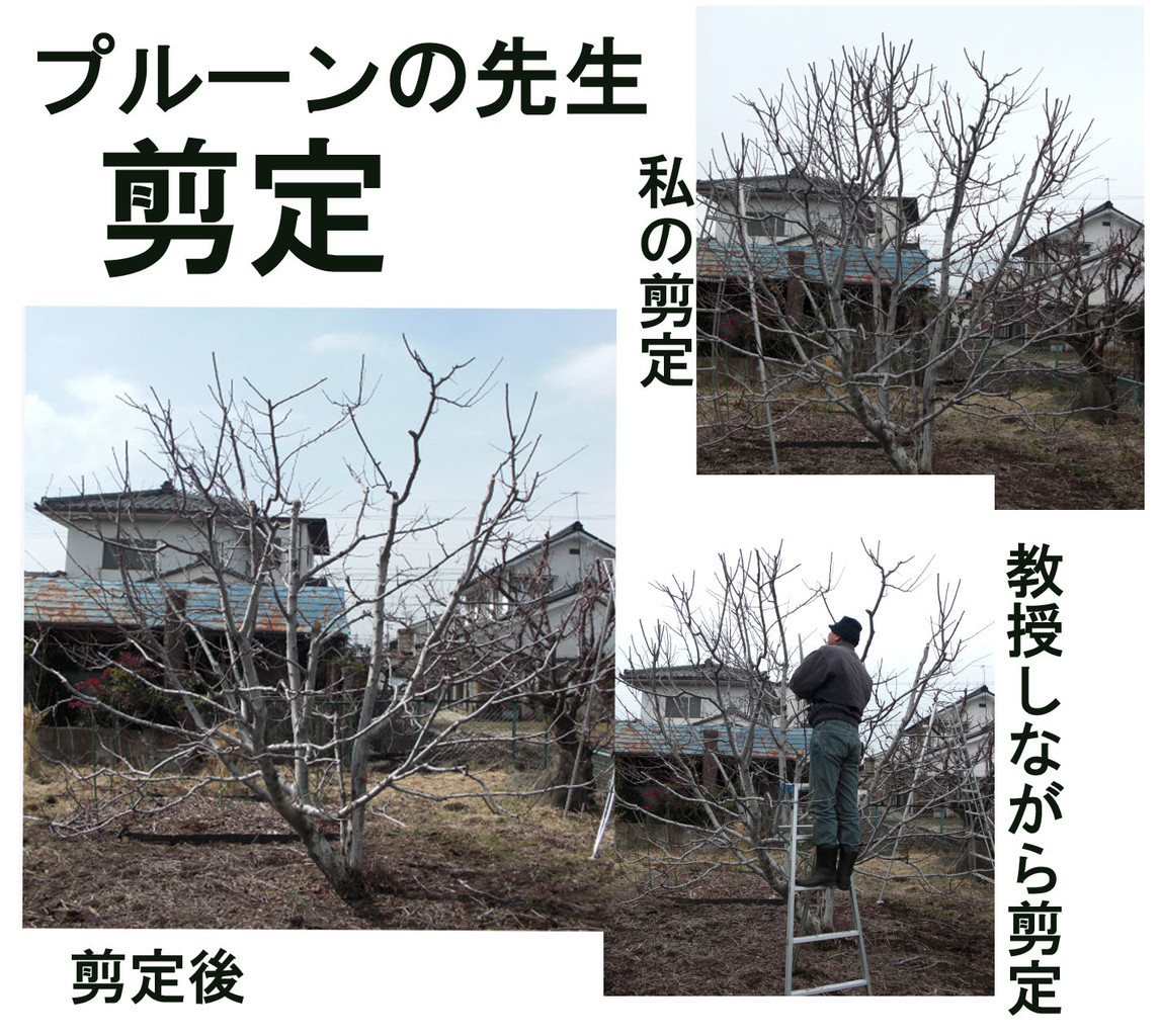 ２５４ プルーン先生の剪定 菜樹園 日記
