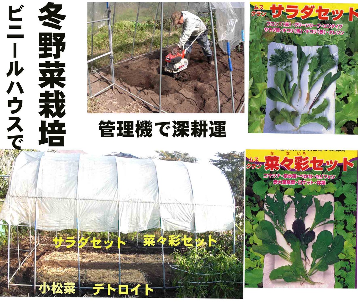 ３９８ 初体験 冬野菜栽培 菜樹園 日記