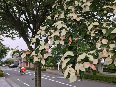17/06/01高倉町珈琲みなみ野店14