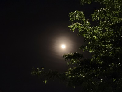 IMG_8867