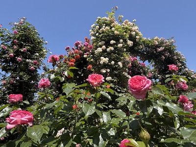 IMG_8950