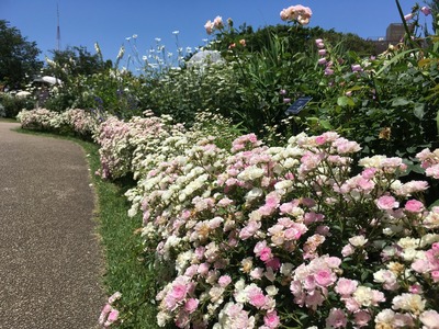 36IMG_0906