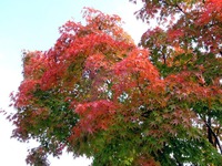 DSCN3907