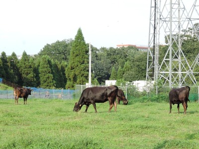 DSCN1091-1