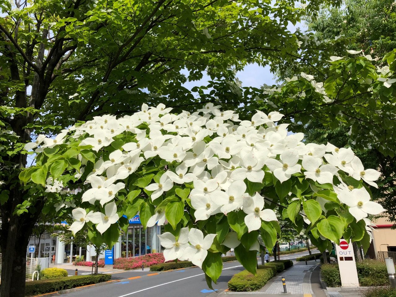 みなみ野の街路樹といえば ヤマボウシ きよすけの悠々備忘録