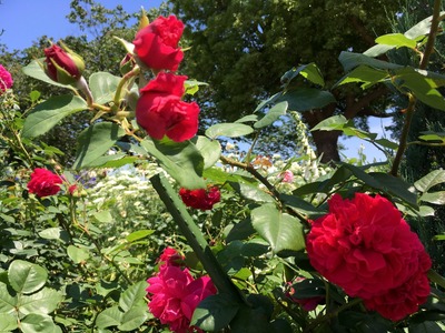 28IMG_0892