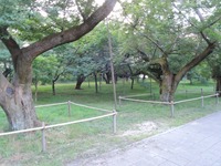 DSCN8882-1