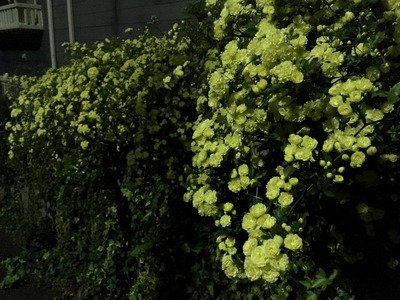 IMG_9795-1