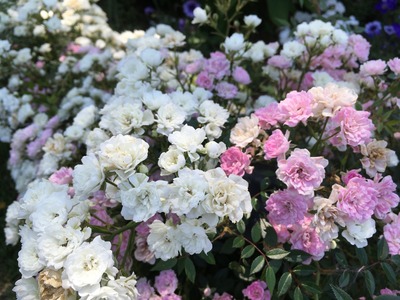 35IMG_0905