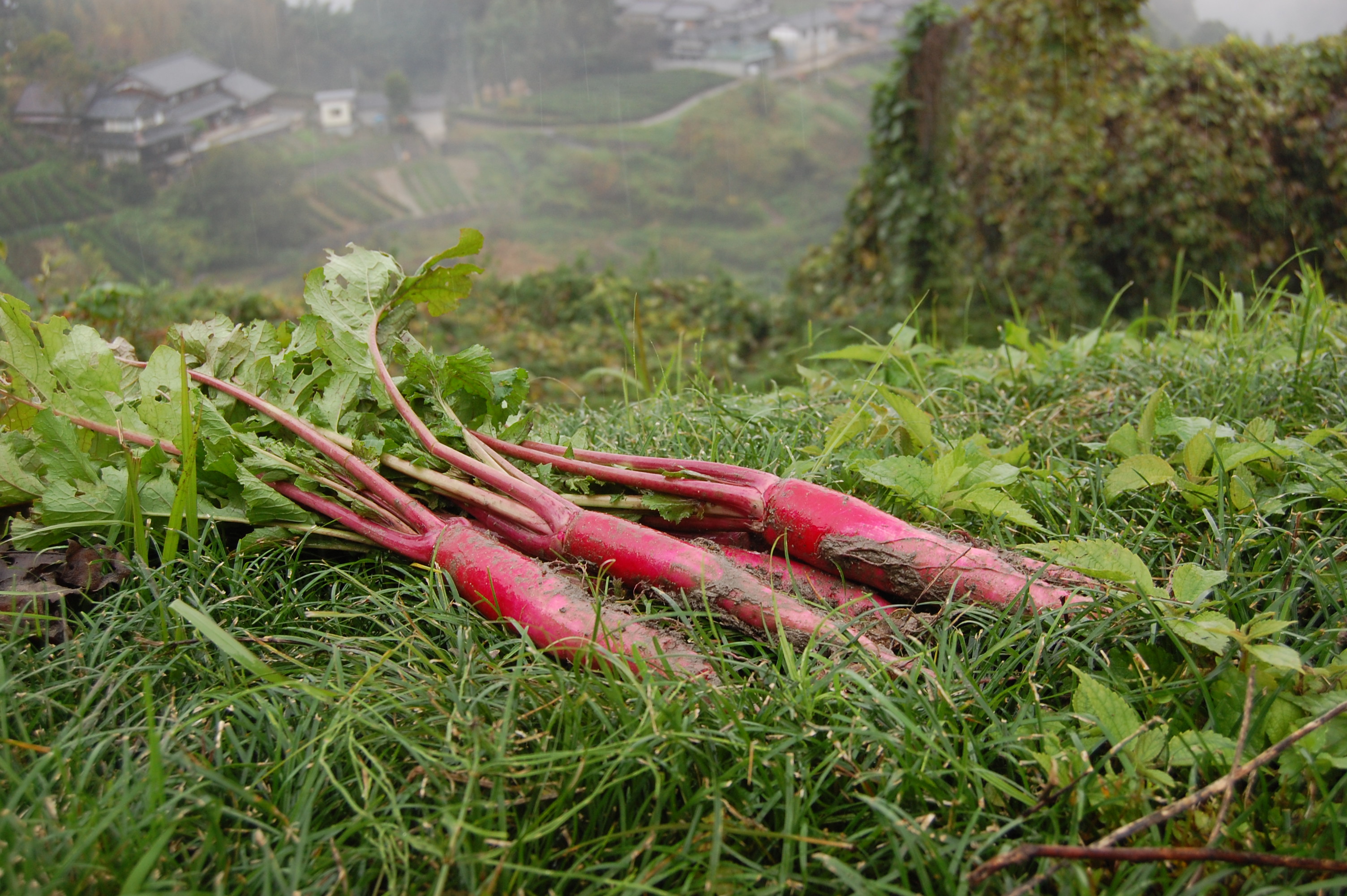 片平あかね の取材にいってきました 三浦雅之の 粟 Diary