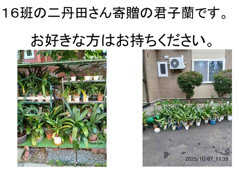 20251010二丹田さん君子蘭