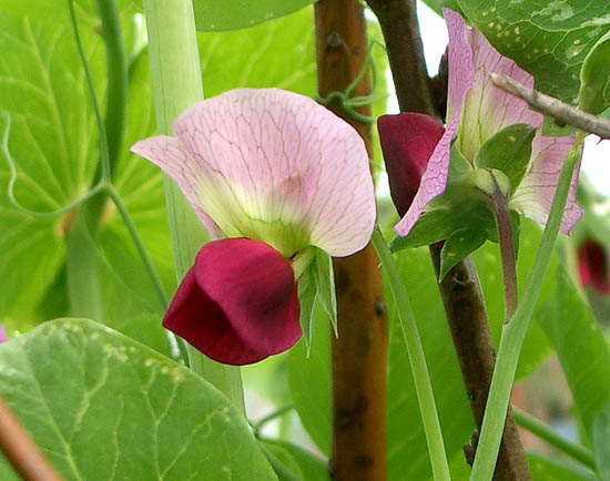 シャガ さやえんどうの花 キヨたんの裏日誌