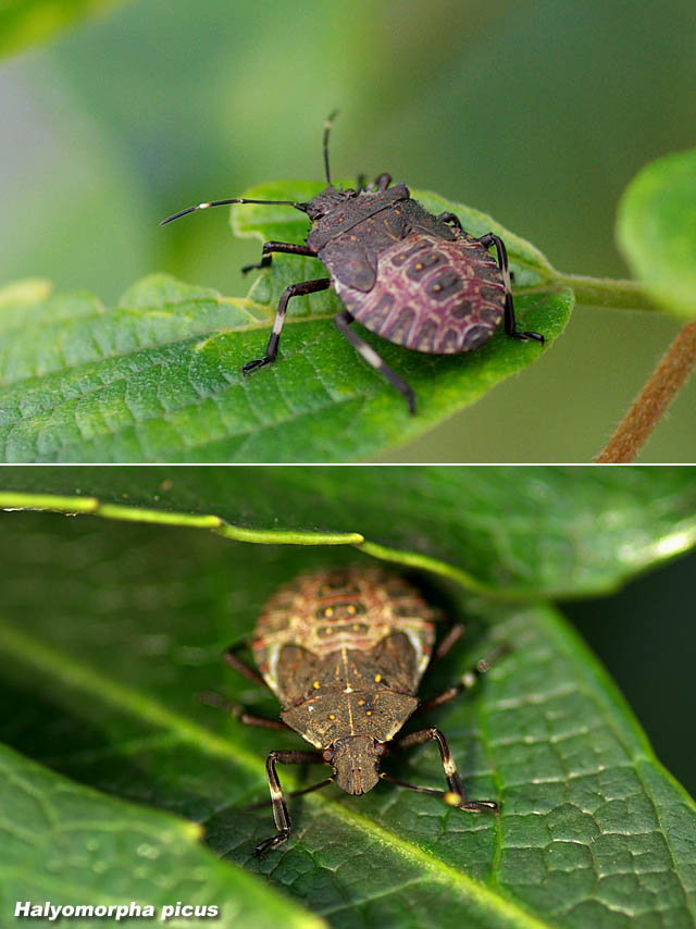 カメムシ キヨたんの裏日誌