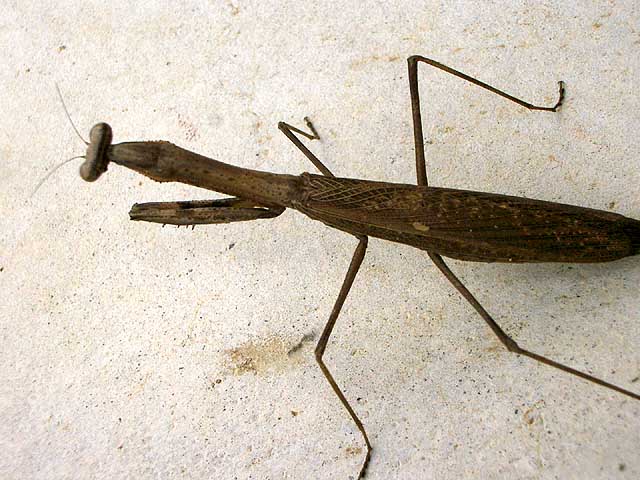 カマキリ キヨたんの裏日誌 カマキリ キヨたんの裏日誌