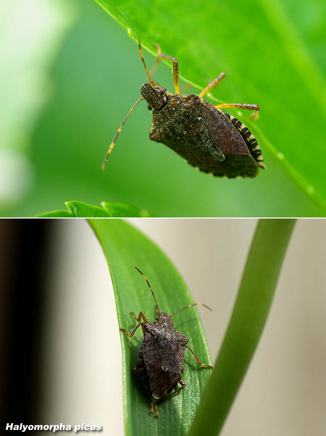 カメムシ キヨたんの裏日誌
