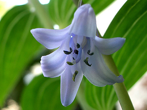 イングリッシュ ブルーベル キヨたんの裏日誌