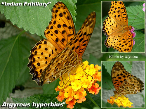 ツマグロヒョウモン 褄黒豹紋 キヨたんの裏日誌