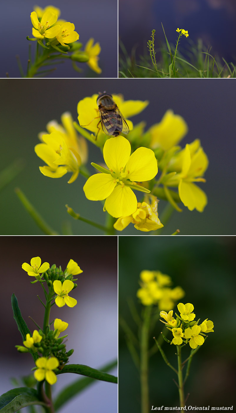 菜の花 キヨたんの裏日誌 菜の花 キヨたんの裏日誌
