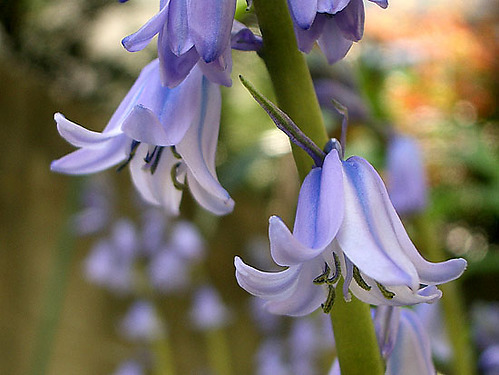 イングリッシュ ブルーベル キヨたんの裏日誌