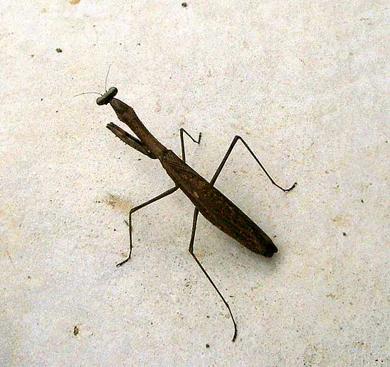 カマキリ キヨたんの裏日誌 カマキリ キヨたんの裏日誌