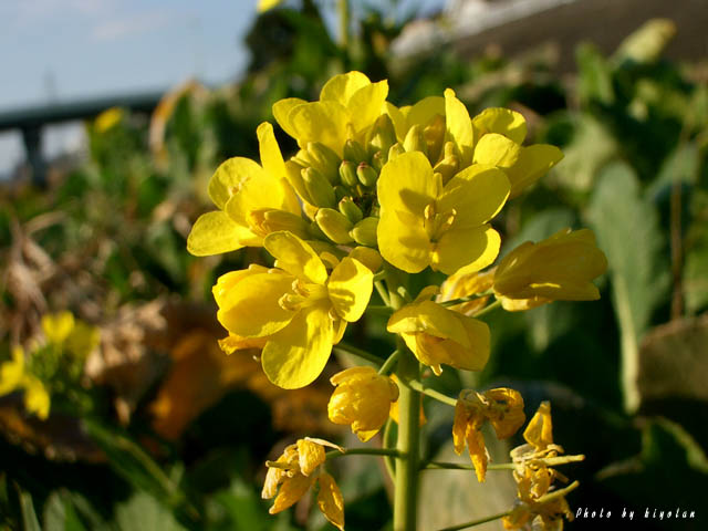 菜の花 アブラナ ナタネ キヨたんの裏日誌 菜の花 アブラナ ナタネ キヨたんの裏日誌
