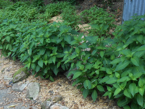 DSCN8334