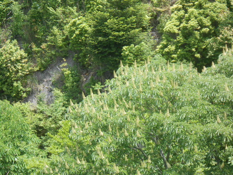 DSCN8072