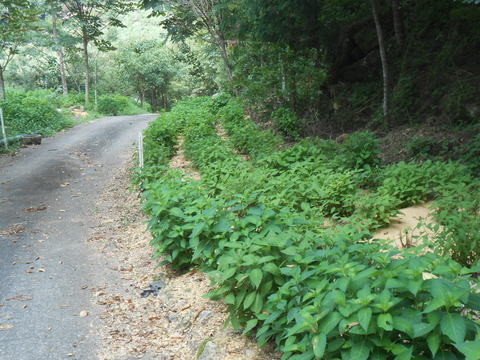 DSCN8335
