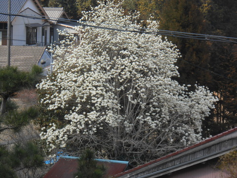 DSCN7693