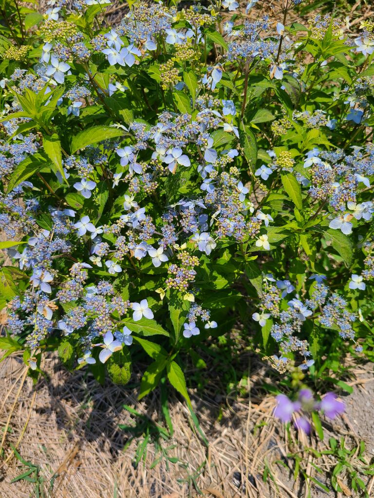 甘茶の花が咲いた 大慌てで 摘む 5月２９日 熊野での田舎暮らし