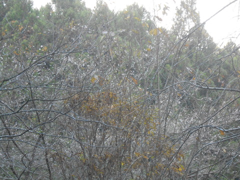 DSCN8808