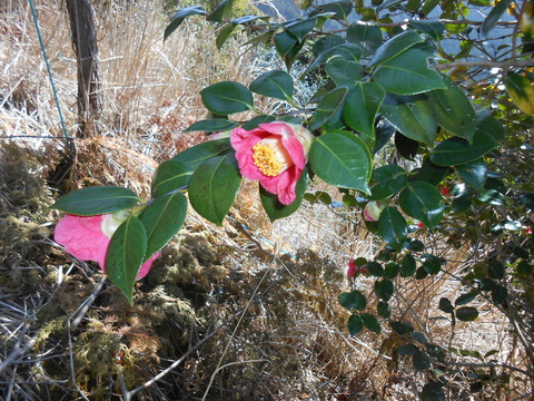 DSCN3789