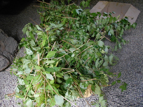 DSCN0187