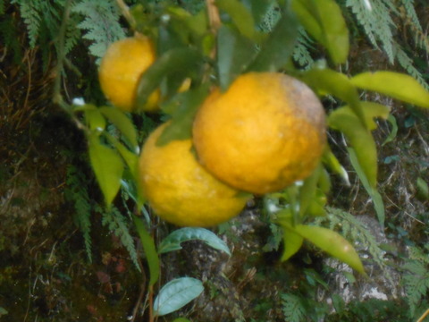 DSCN8780