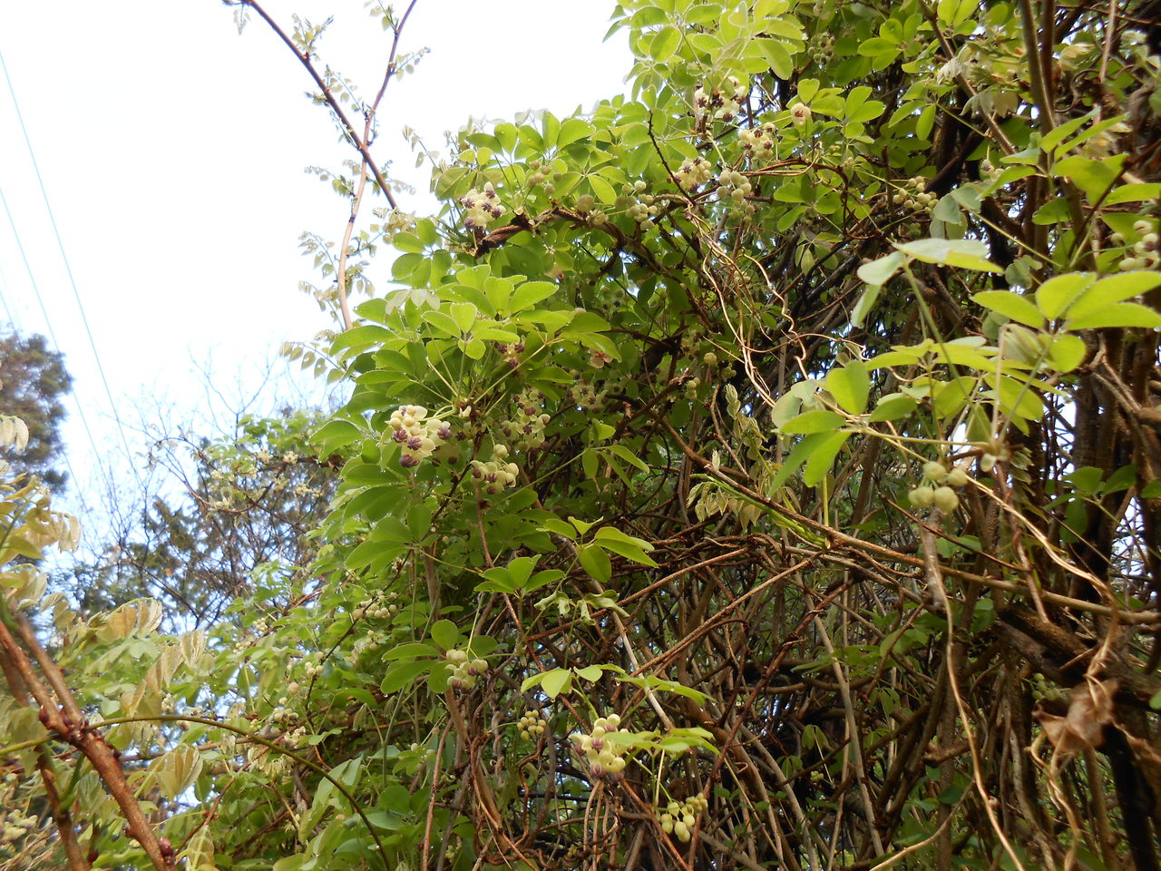 グミの木 花が咲く アケビの花も咲いてきた 熊野での田舎暮らし