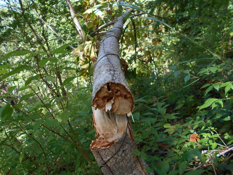DSCN0186