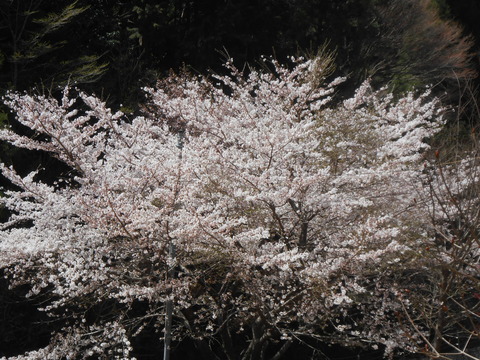 DSCN9068