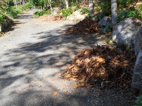 DSCN0362