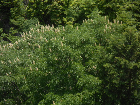 DSCN8135