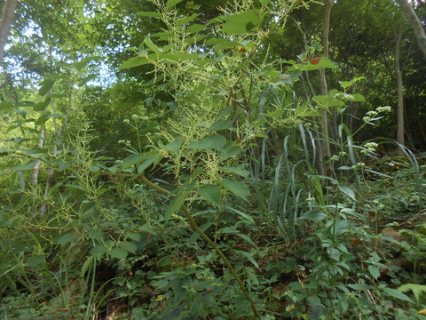 DSCN8336