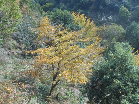 DSCN8764