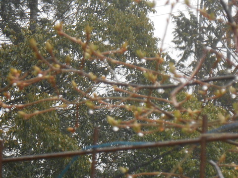 DSCN9031