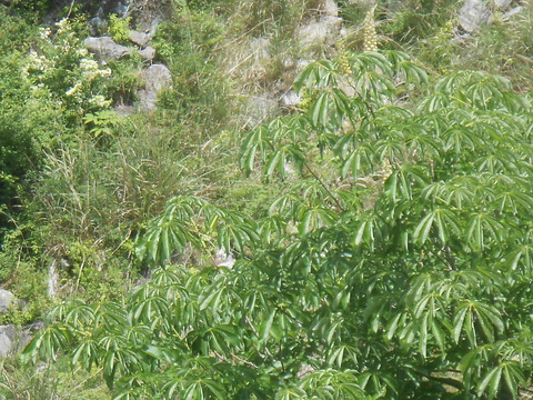 DSCN8076