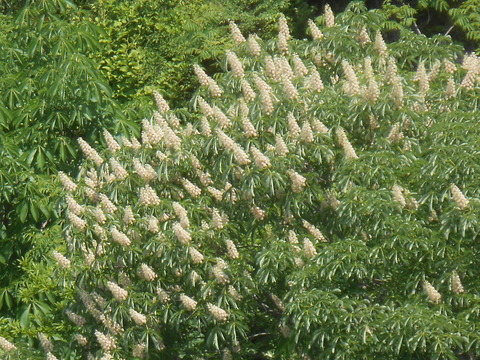 DSCN8136