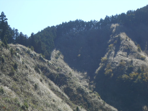 DSCN4878